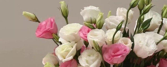 不同颜色洋桔梗花语 不同颜色洋桔梗花语含义