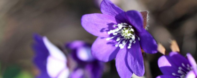 银莲花的花语 银莲花花语简介