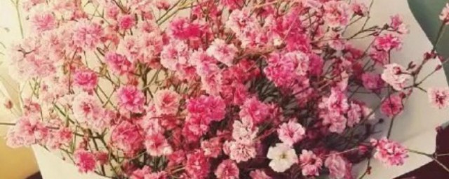 粉玫瑰加满天星的花语 粉玫瑰加满天星花语介绍