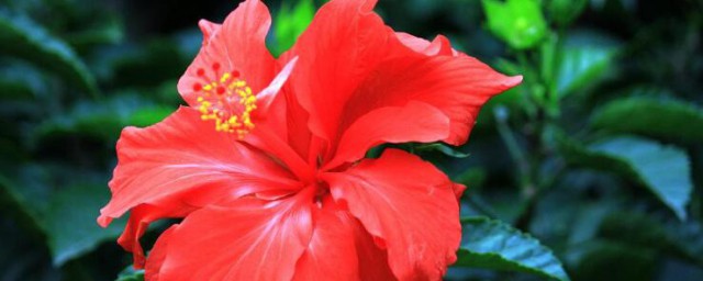 扶桑花花语 扶桑花花语是什么