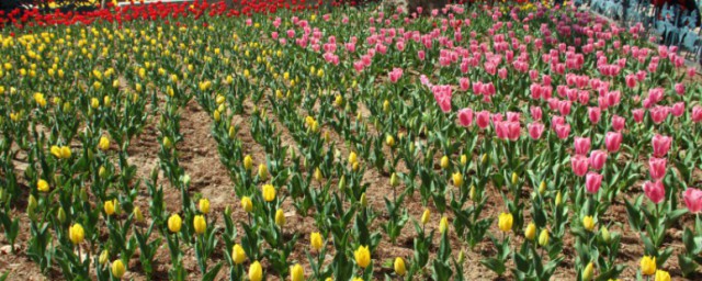 黄色郁金香花语 黄色郁金香花语简介