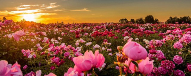 牡丹的花语 牡丹的花语简介