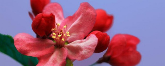 海棠花的花语和寓意 海棠花的花语和寓意是什么