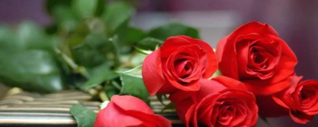 红玫瑰花语是什么意思 红玫瑰花语介绍