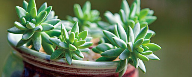 多肉植物养护小常识 多肉多久换一次盆
