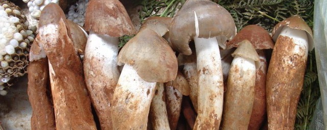 家庭野生菌冷冻保存要领 怎么把存野生菌
