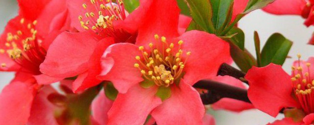 海棠花的花语 关于海棠花的花语