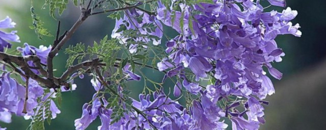 蓝花楹的花语 蓝花楹花语介绍