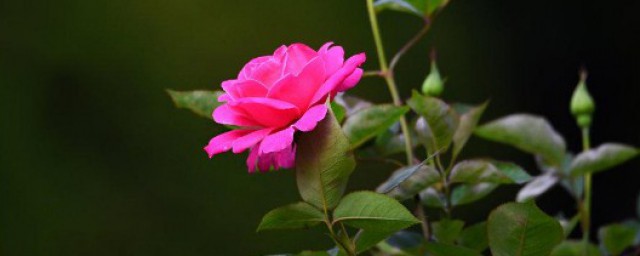 月季花的花语 月季花的简介