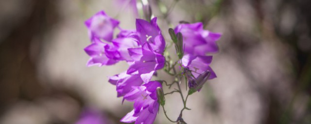各种花的花语寓意 各种花的花语介绍