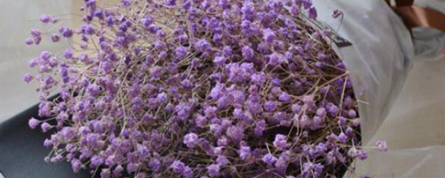 紫色满天星的花语 紫色满天星的花语是什么