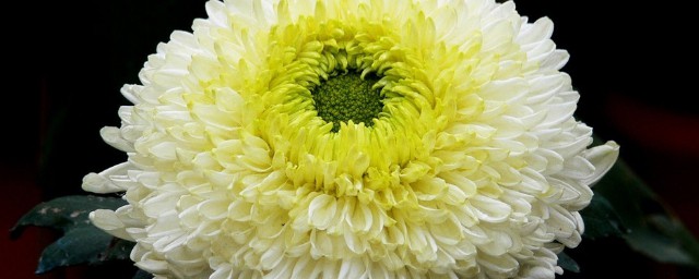 菊花的花语和寓意 菊花的象征