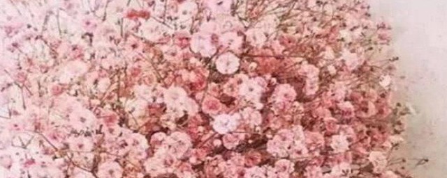 粉色满天星的花语 粉色满天星的花语是什么