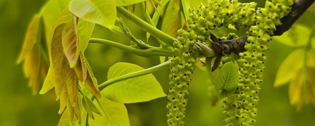 核桃花怎样吃法 核桃花的吃法是什么