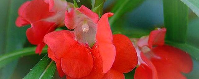 凤仙花的花语 凤仙花的花语是什么