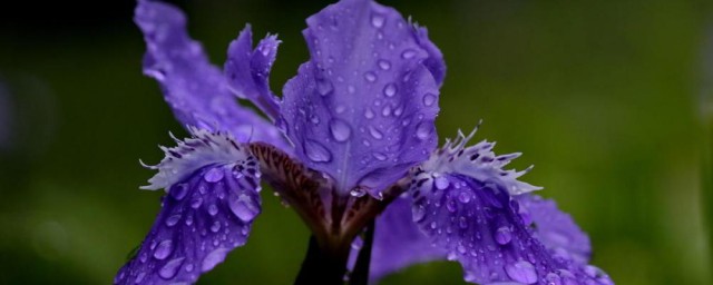 紫鸢花的花语 紫鸢花的介绍