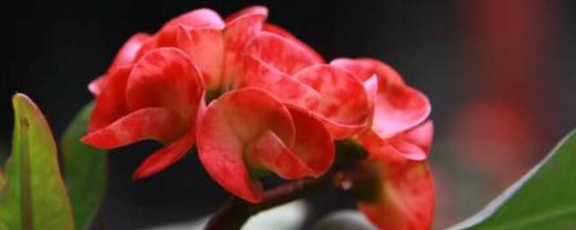 铁海棠的花语和寓意 铁海棠的花语和寓意是什么