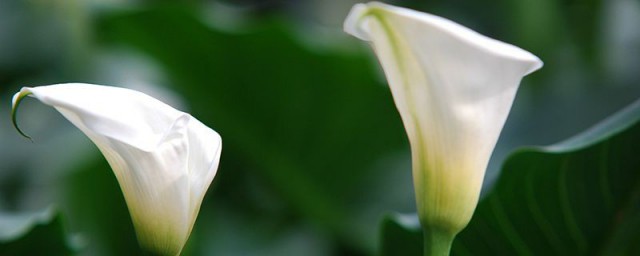 白色马蹄莲花语 白色马蹄莲花语是什么