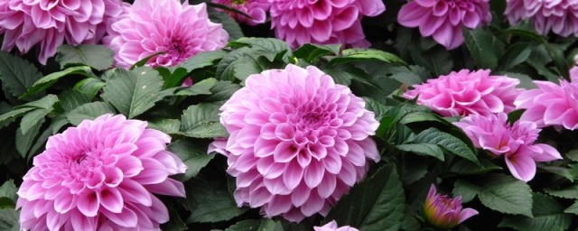大丽花的花语 大丽花的介绍