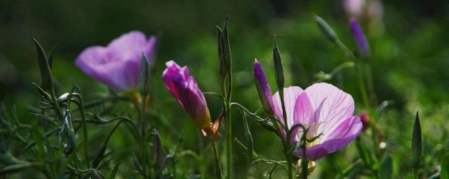 月见草的花语 月见草的花语含义