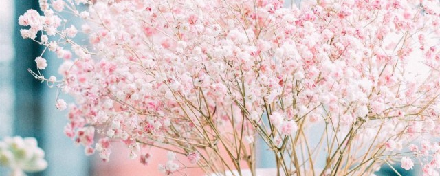 满天星的花语是 满天星介绍