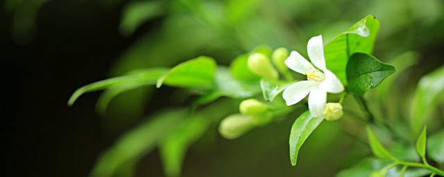 七里香花语 七里香的介绍