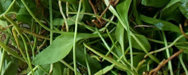 一支箭怎么吃效果最好 新鲜一支箭的食用方法