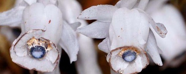 水晶兰花语 水晶兰花语是什么呢