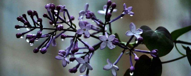 紫丁香的花语是什么 关于紫丁香的花语简介