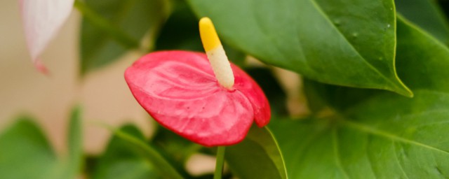 红掌花语 红掌花语是什么