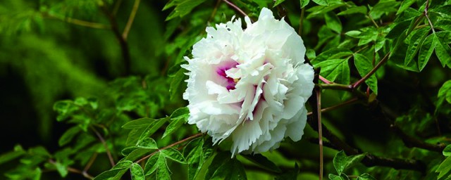 白牡丹花语 关于白牡丹花语介绍