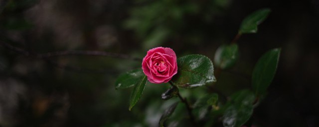 雨中赏花的心情说说 关于雨中赏花的句子