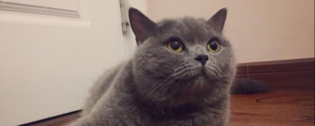 英短蓝猫如何养 英短蓝猫饲养办法