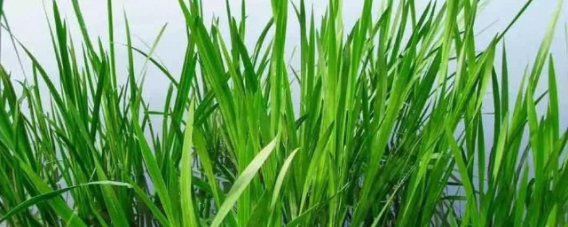 昌蒲草怎么养 怎么养昌蒲草