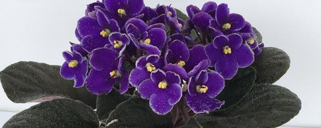 紫罗兰花怎么养 紫罗兰花养殖方法介绍