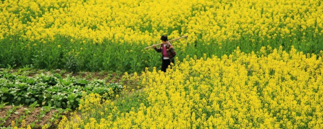 油菜花怎么做好吃 怎么做油菜花