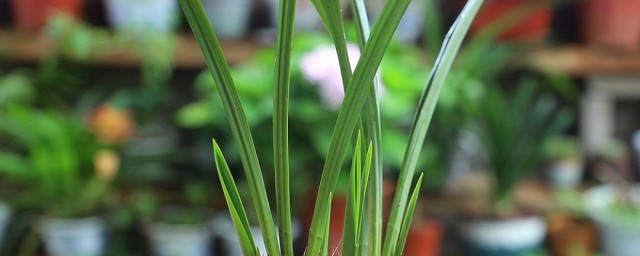 水植物盆栽怎么养殖 怎么养殖水植物盆栽