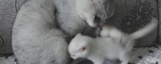 没断奶的小猫怎么养活 怎么养活没断奶的小猫