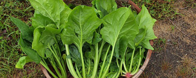 菠菜团子如何做好吃 菠菜团子怎么做好吃