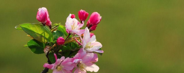 海棠花为什么叫断肠花 海棠花叫断肠花的原因