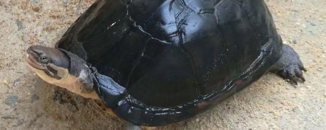 南石龟怎么养 南石龟养殖方法