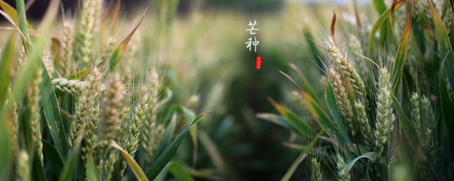 2023年芒种节气民间习俗及食物 2023年芒种节气民间习俗及食物简单简介