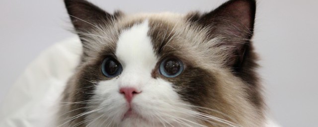 猫咪新环境应激怎么办 猫咪新环境应激如何解决
