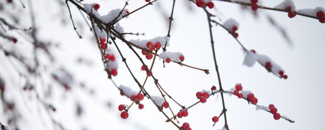 殇雪歌词 殇雪歌曲介绍