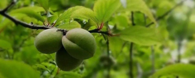 芒种为什么吃梅子 芒种吃什么