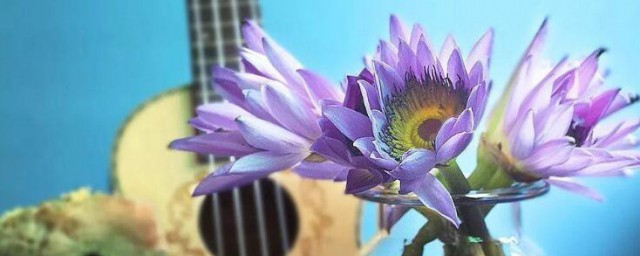 睡莲插花瓶里怎么养 睡莲插花瓶里如何养