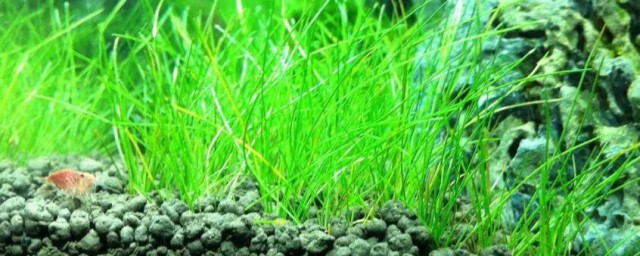 蜈蚣草水草怎样养 蜈蚣草水草怎样养