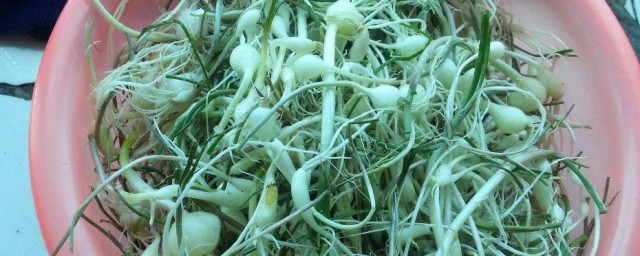 小根菜怎么做好吃 小根菜如何做好吃