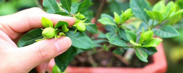 栀子花如何浇水 栀子花怎样浇水