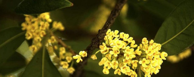 桂花什么时候凋谢 桂花怎样养